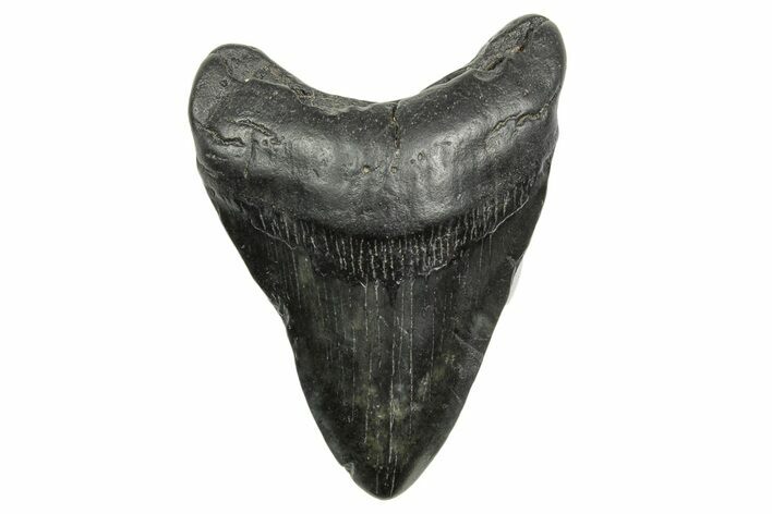 Fossil Megalodon Tooth - South Carolina #368401